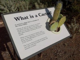 A cactus is a member of the cactus family.jpg